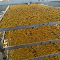 金丝皇菊花茶