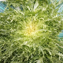 苦菊
