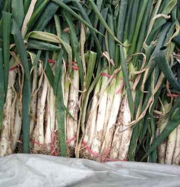 大葱79章丘葱79社会葱又名笨葱本地葱味甜清脆