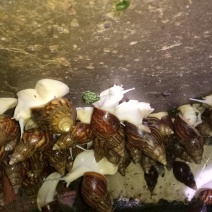 白玉蜗牛