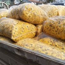 金丝皇菊茶