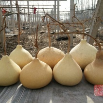 新货廊文玩葫芦种子超市，在售品种150余种，支持淘宝和微
