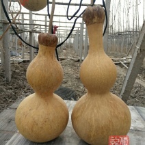 新货廊文玩葫芦种子超市，在售品种150余种，支持淘宝和微
