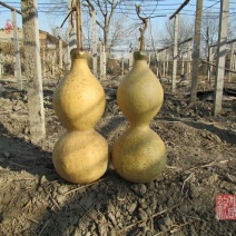 新货廊文玩葫芦种子超市，在售品种150余种，支持淘宝和微