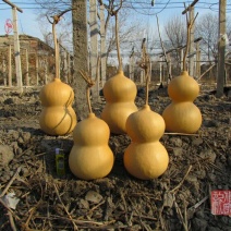 新货廊文玩葫芦种子超市，在售品种150余种，支持淘宝和微