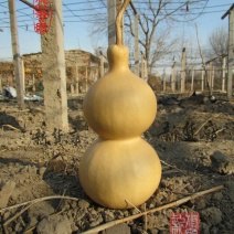 新货廊文玩葫芦种子超市，在售品种150余种，支持淘宝和微