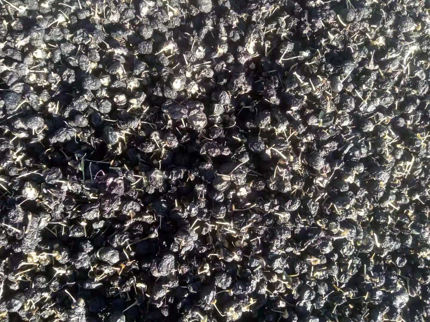 高清微距摄影:黑枸杞(Lycium ruthenicum)与红枸杞(Lycium barbarum)形态学对比,突出果型、色泽、果粉特征及尺寸标尺 黑枸杞与红枸杞实物对比特写:左侧为紫黑色椭圆小果(直径4–6mm),表皮具明显白霜状果粉;右侧为鲜红色纺锤形果实(长8–12mm),表面光滑油亮;背景为白色陶瓷托盘,标注比例尺1cm
