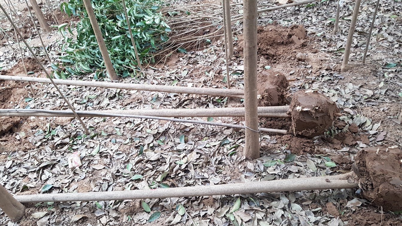 一名园林养护人员正在对刚栽植的大叶女贞进行支撑加固,使用三角木架固定树干,绑扎带配有橡胶护垫,地面覆盖黑色地膜,土壤湿润,周围无杂草 大叶女贞栽后养护管理场景