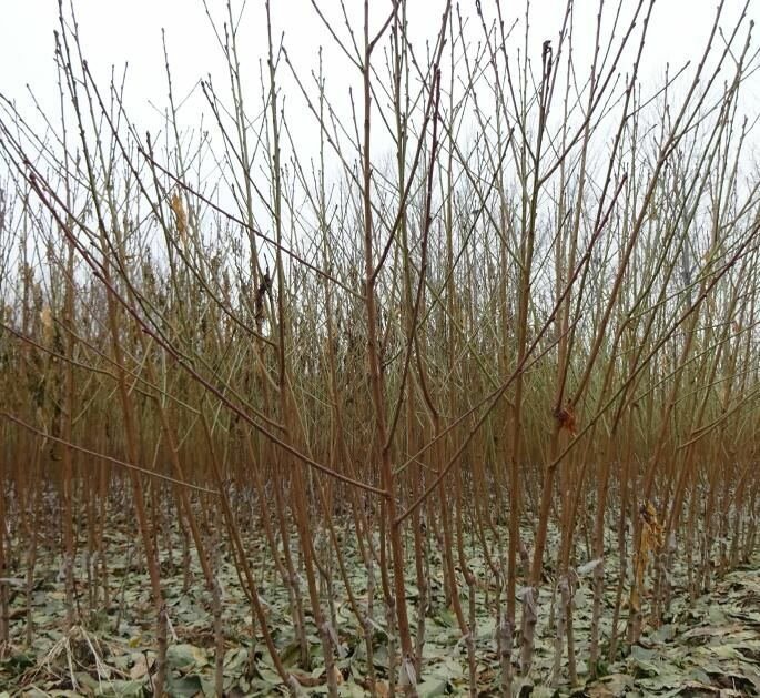 栗子嫁接苗定植现场