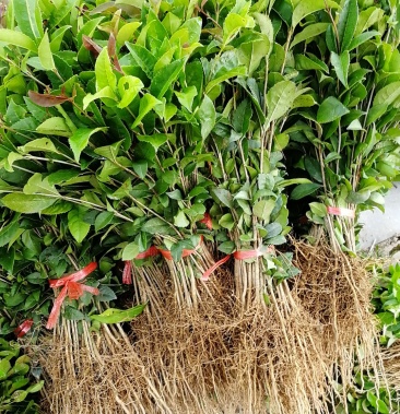供应占地赔青征地补偿用桂花苗一年生的桂花小苗八月桂树苗