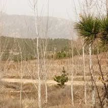 土地