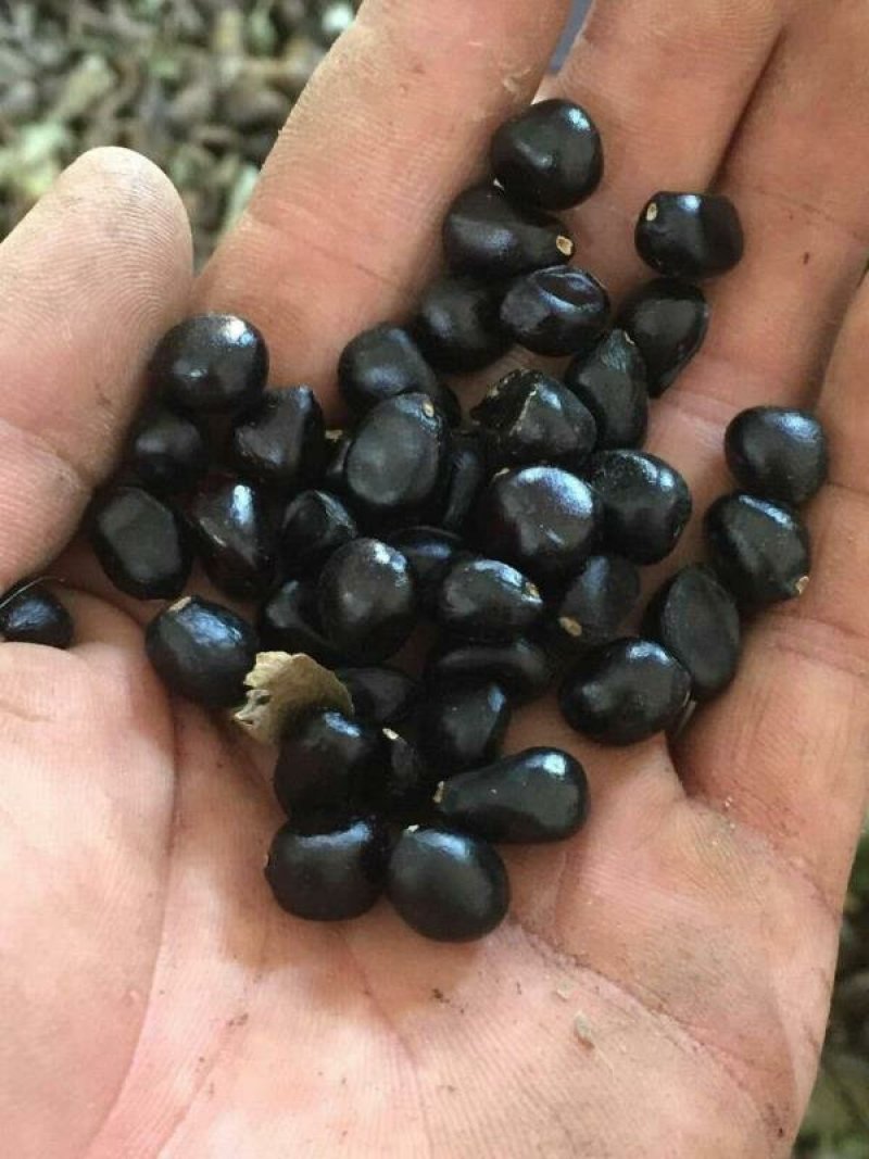 新采摘紫斑牡丹种子秋季育苗没风险提供育苗技术