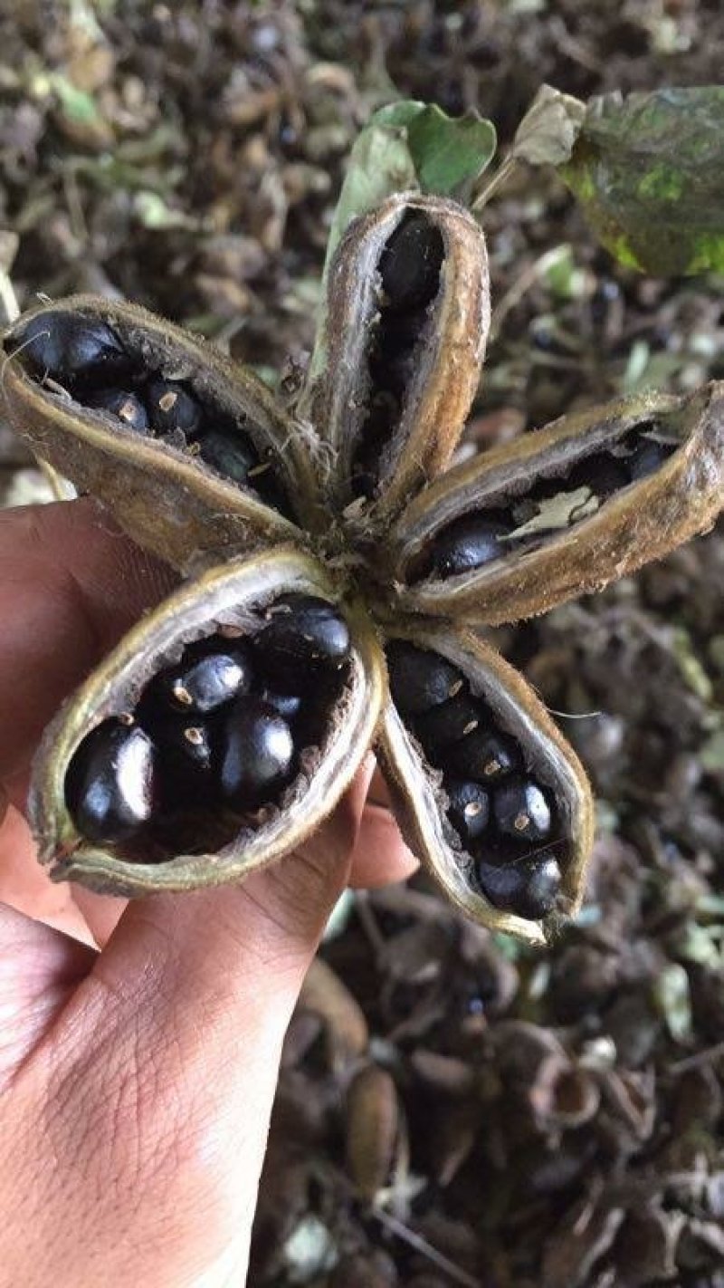 新采摘紫斑牡丹种子秋季育苗没风险提供育苗技术