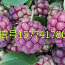 布福娜