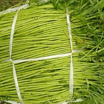 精品芦蒿