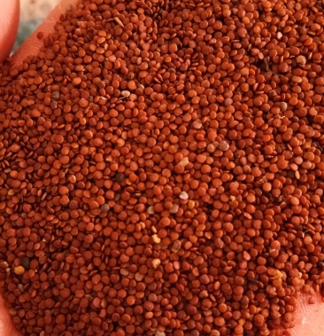 [假酸浆种子批发]假酸浆种子 解暑必备冰粉籽 粒粒精选颗颗饱满 欢迎