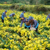 金丝皇菊茶