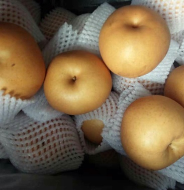 秋月梨口感好水份大脆甜渴口