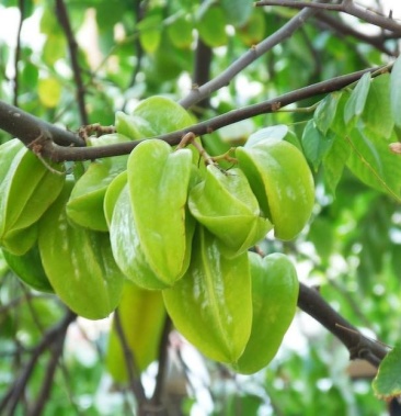 台湾四季杨桃苗阳台庭院种植盆栽地栽一年四季结果