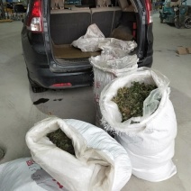猫爪草种苗发货走起