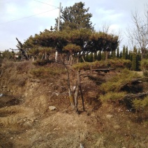 造型松树