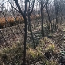美人梅
