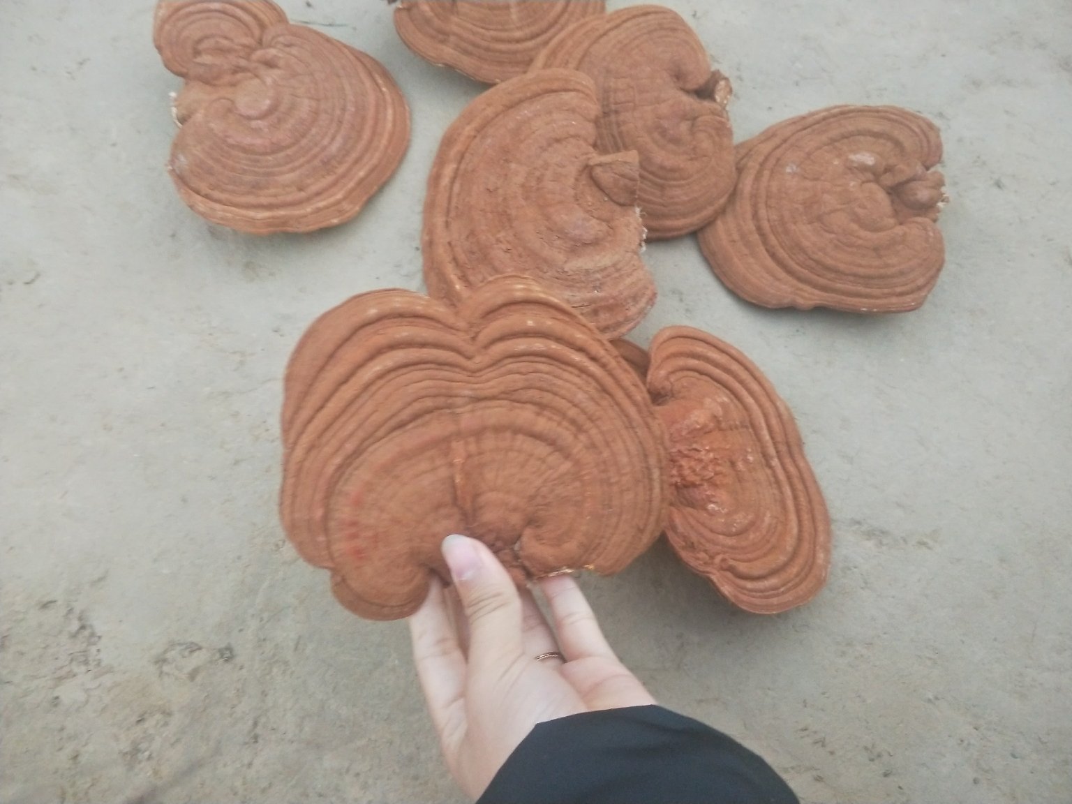 干燥的赤灵芝切片,呈浅棕色至深褐色,表面有同心环状纹理,边缘略卷曲,质地坚硬,横切面可见明显的菌管层结构,背景为木质托盘,自然光线下拍摄 赤灵芝切片特写