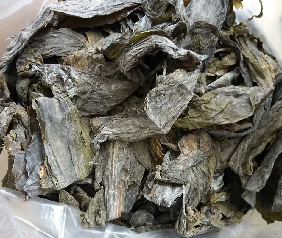 干海带实物图