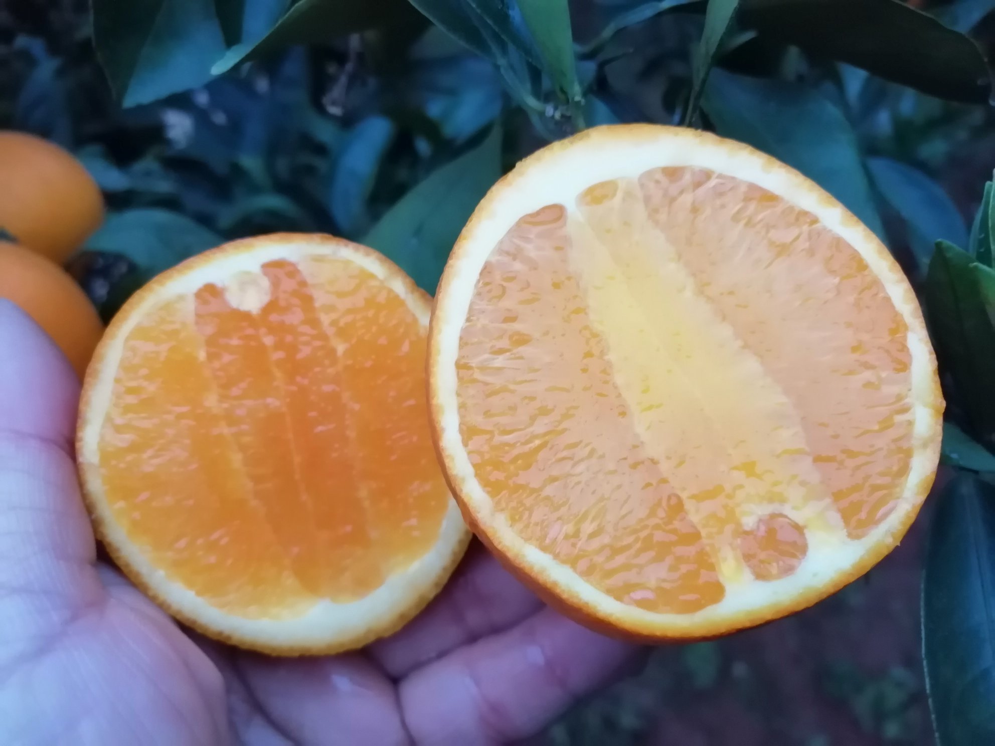 金堂脐橙切开特写展示果肉质地与汁水