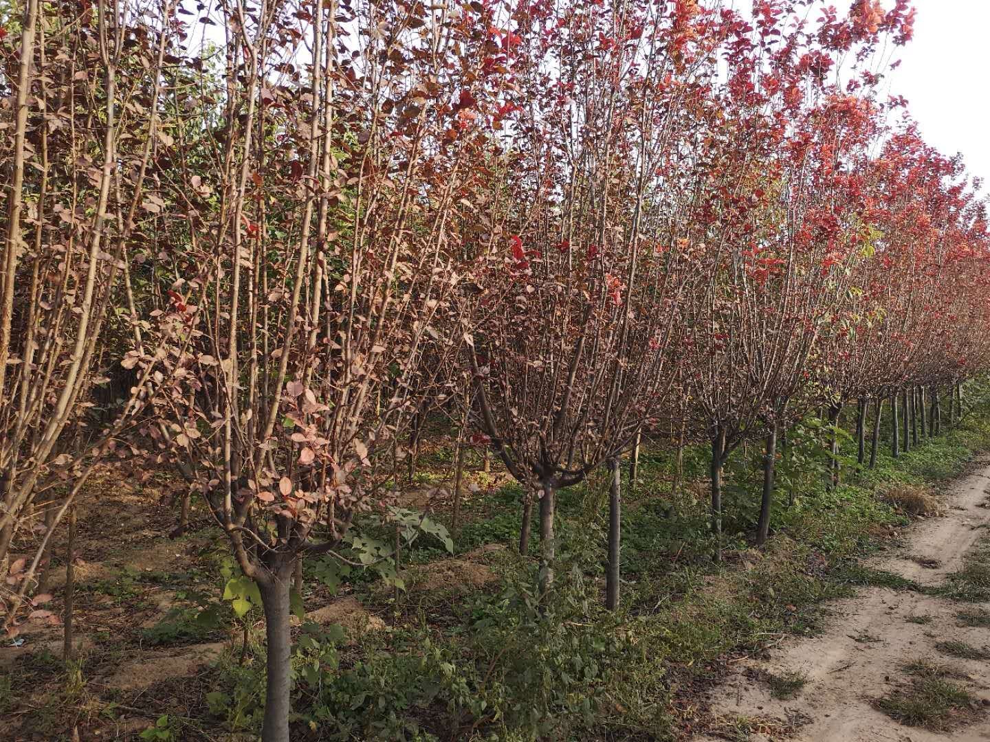左侧为五角枫(Acer mono)新鲜叶片,掌状五裂,边缘具细锯齿,叶基心形,叶脉清晰呈放射状;右侧为法国桐(实际为二球悬铃木 Platanus × acerifolia)叶片,宽大圆形,通常3-5浅裂,裂片圆钝,叶面粗糙有绒毛,叶背密被灰白色绒毛,叶柄基部膨大包住芽体 五角枫与法国桐叶片对比图
