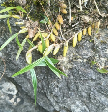 纯野生石仙桃批发量大优先