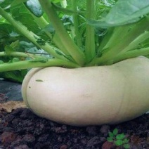 盘菜扁头菜