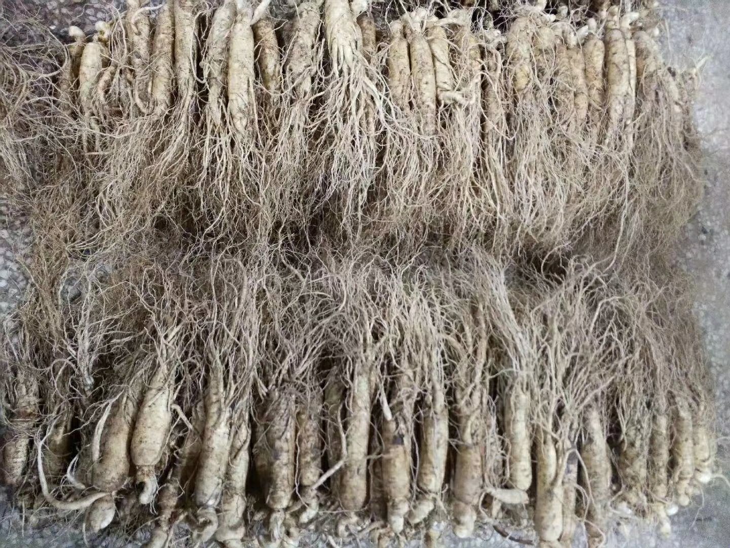 展示一根完整的东北长白山保鲜人参,根须完整,表皮自然,带有泥土痕迹,体现其新鲜与原生态 保鲜人参特写
