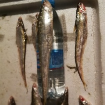刀鱼