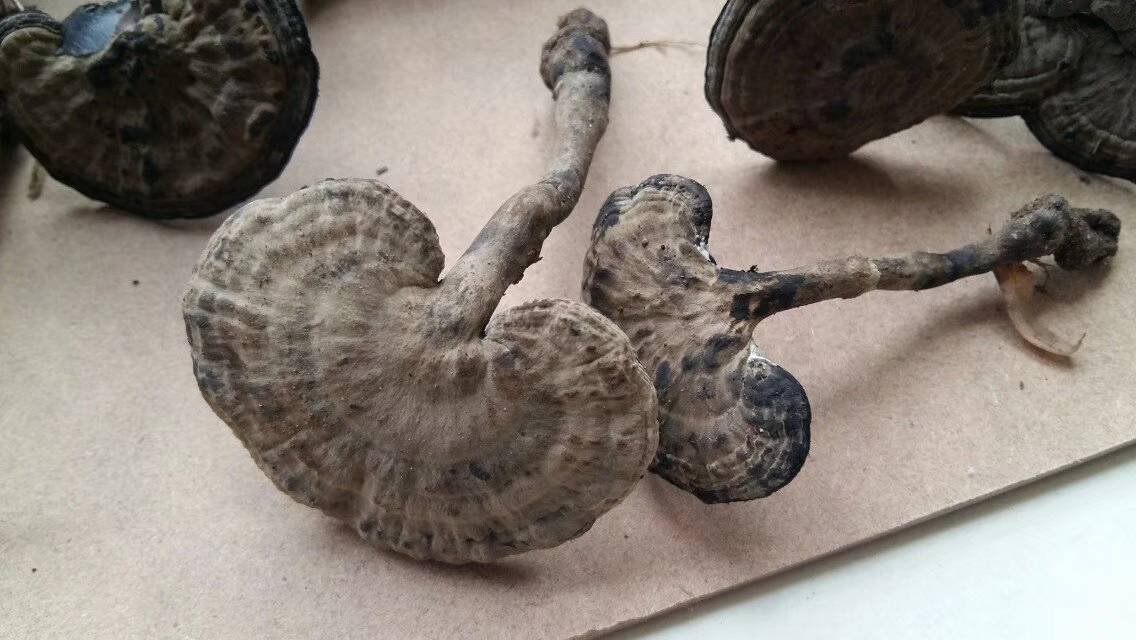 竹灵芝实物特写