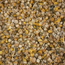 出售野菊花5吨，过筛过风机，前期货，白菜价