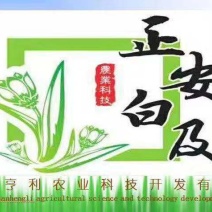 白芨种苗