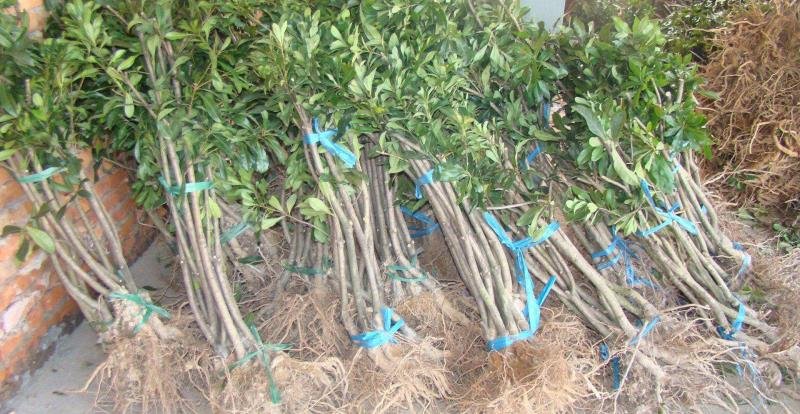 东魁杨梅嫁接苗培育实景图