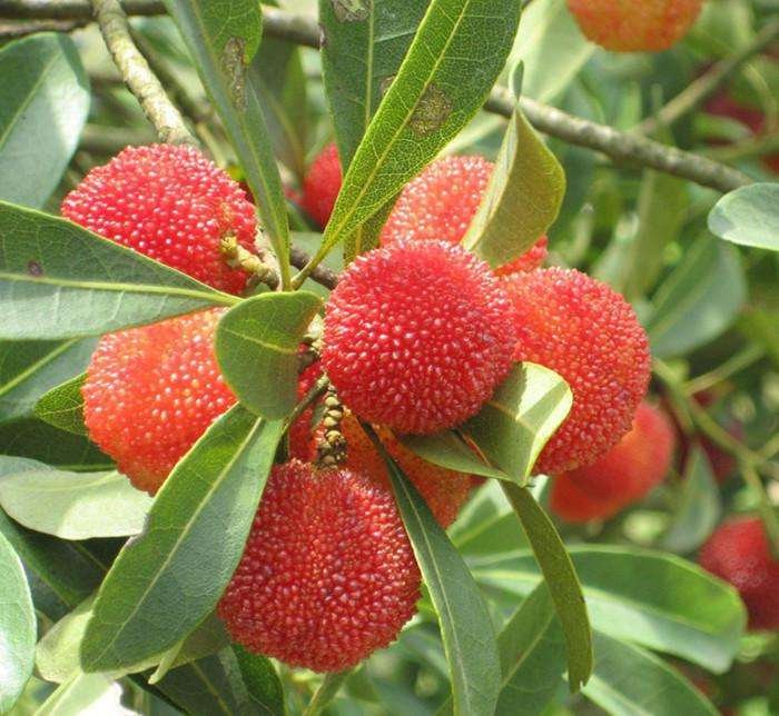 东魁杨梅果实特写