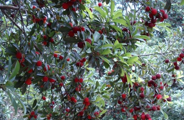 东魁杨梅在阳光下的果园中成熟,树上挂满红艳果实,周围环境湿润,绿意盎然 东魁杨梅的种植环境