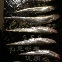 大刀鱼