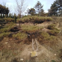 造型松