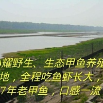 洞庭湖甲鱼