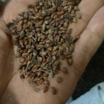 葡萄籽加工葡萄酒后未发酵的副产品，可加工葡萄籽油