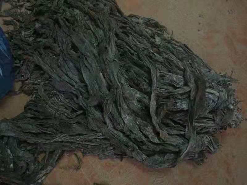 海带表面的黏液特写