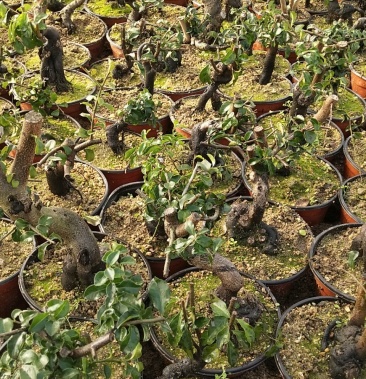 [金弹子树桩批发]金蛋子价格100.00元/棵 - 一亩田