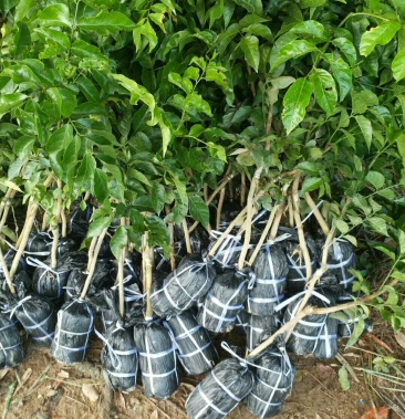 黄皮果苗鸡心黄皮果苗嫁接苗