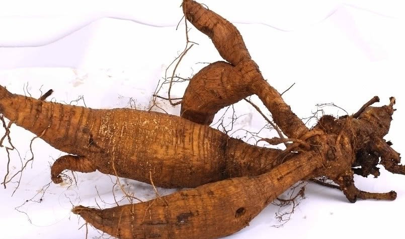 野葛（Pueraria lobata）鲜根横切面特写，表皮浅棕黄色，断面呈典型粉白色，放射状纹理清晰，木质部呈淡黄色星点状分布，无黑斑或褐变区域