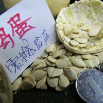 淘宝网搜索店铺：新货廊。葫芦种子150余种子支持淘宝和微