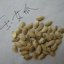 淘宝网搜索店铺：新货廊。葫芦种子150余种子支持淘宝和微